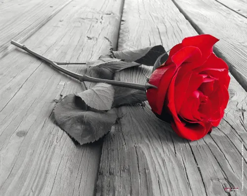 Mauspad Rote Rose Colourlight - Mousepad - Mousepad