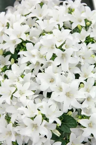 Campanula cochleariif.'Bavar.White' – Weiße Glockenblume im Topf - Zarte Campanula cochlearifolia ‘Bavar. White’ mit schneeweißen Blüten, ideal als Bodendecker, bringt Eleganz in Beete und Kübel. Robust und pflegeleicht, perfekt für sonnige bis halbschattige Plätze.