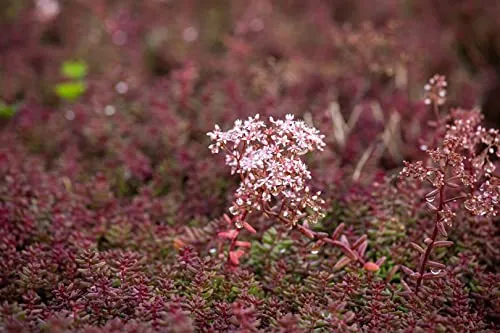 Sedum album 'Murale' 9x9 cm Topf – Winterhart, Immergrün, Pflegeleicht – Weißer Mauerpfeffer – Bodendecker für Steingarten & Dachbegrünung