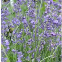 Produktbild Echter Lavendel Peter Pan