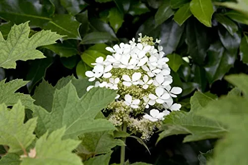 Eichenblatthortensie Hydrangea Quercifolia 80–100 cm Weiß - Die Eichenblatthortensie begeistert mit eleganten, weißen Rispen und markantem, tief gelapptem Laub. Ideal für Garten und Terrasse, sorgt sie von Juni bis August für blühende Akzente und zieht alle Blicke auf sich.