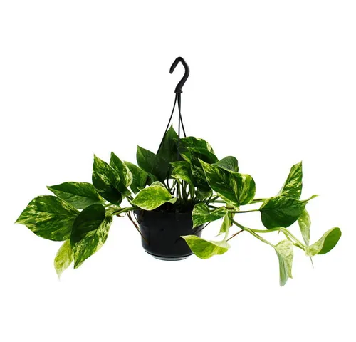 Exotenherz Zimmerpflanze Pflanze zum Hängen Efeutute Epipremnum Marble Queen Scindapsus 15cm