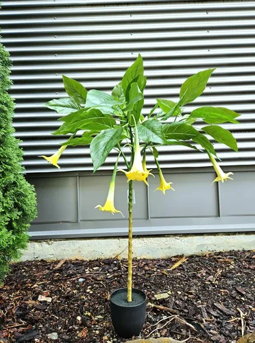 Kunstblume Engelstrompete MEKLINA, gelb, 100cm - Elegante Kunstblume Engelstrompete von artplants, 100 cm hoch. Ideal für die kreative Raumgestaltung, pflegeleicht und langlebig. Perfekt, um jedem Raum einen Hauch von Farbe zu verleihen.