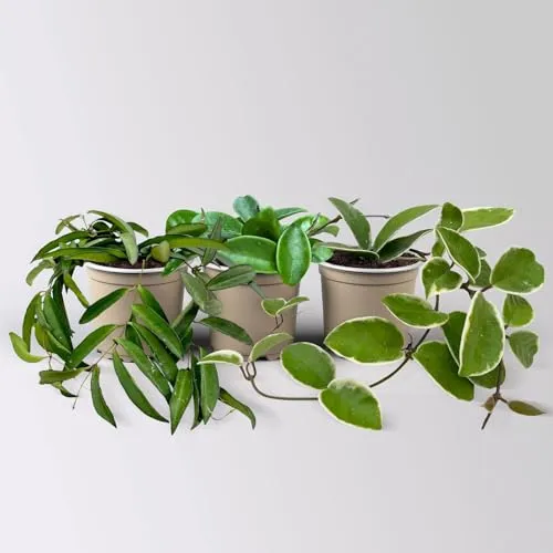 Zimmerpflanzenset 'Porzellanblumenliebe', Topf-Ø 10,5 cm, 3 Pflanzen