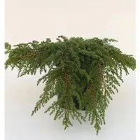 Grüner Kriechwacholder Green Carpet 15-20cm - Juniperus communis