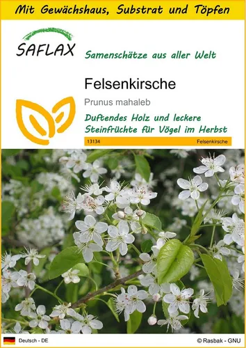 SAFLAX Blumensamen SAFLAX - Anzuchtset - Felsenkirsche