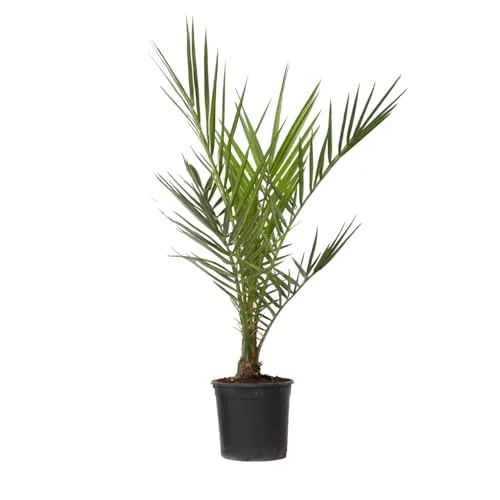 Phoenix Canariensis - Kanarische Dattelpalme - Topf 15cm - Höhe 50-60cm - Winterhart - Palme draußen