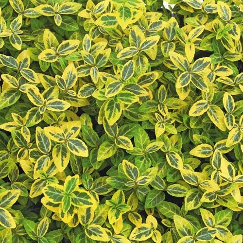 Euonymus fortunei 'Emerald Gold' von Pflanzen-Kölle