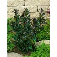 Ilex meserveae 'Heckenblau'