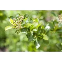 Aronia Melanocarpa Schwarze Apfelbeere 40–60 Cm Robust Und Ertragreich