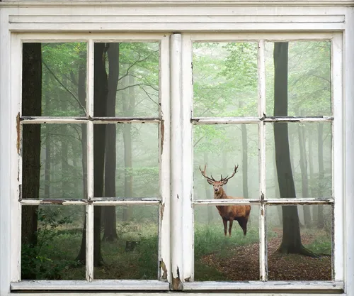 queence Wandsticker Hirsch im Wald – 3D, selbstklebend, für Fenster und Wände - Der Wandsticker »Hirsch im Wald« von queence bringt die Natur ins Zuhause. Mit lebendigen Farben und hochwertiger Verarbeitung erzeugt er eine beeindruckende Illusion. Selbstklebend und vielseitig einsetzbar – ideal für Wände, Fenster und mehr.
