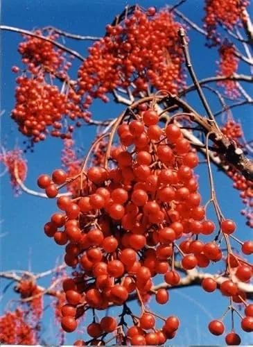 Idesia polycarpa von Baumschule