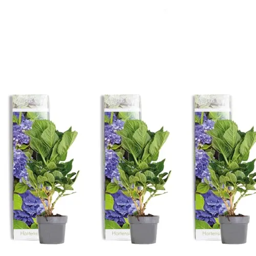 Bloomique - 3er-Set - Hydrangea Macrophylla Early Blue - Hortensie - Bauernhortensie - Gartenpflanzen - Winterhart - 20-30 cm Hoch - Topf 10,5 cm