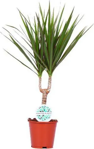 Drachenbaum Dracaena Marginata Zimmerpflanze Ø14cm 55cm hoch pflegeleicht Deko