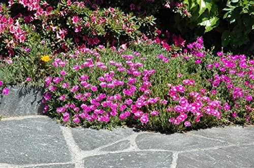 Delosperma cooperi 9x9 cm Topf – Winterhart, Mehrjährig, Pflegeleicht – Mittagsblume – Bodendecker für Steingarten & Trockenbeet