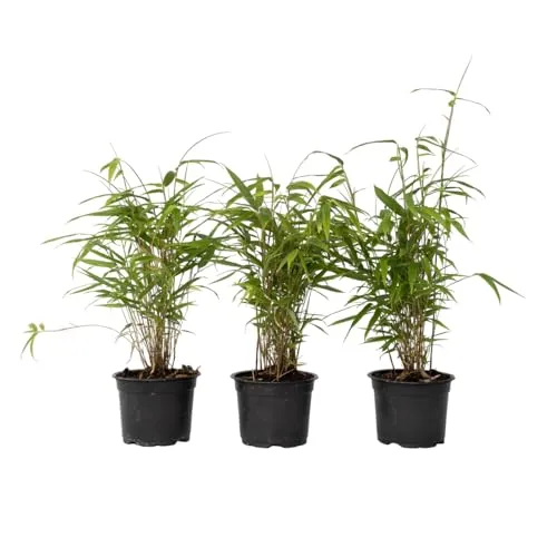 Fargesia Grex - Blauer Bambus - 3er Set - Nicht-invasiver, winterharter Bambus für Garten & Terrasse, pflegeleicht und ganzjährig grün, ideal für orientalisches Flair.