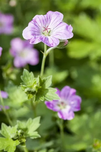 Pflanzen für Dich Staude Geranium endressii, 1 St., Endress-Storchschnabel, Pyrenäen-Storchschnabel