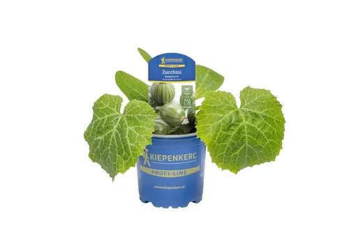 Pflanzen für Dich Gemüsepflanze Zucchini Boldenice F1 10,5cm Topf 10er Set