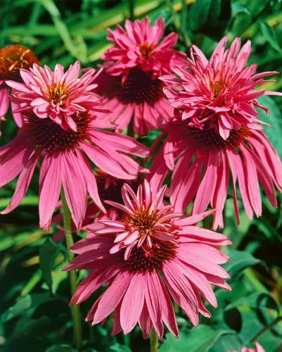 Pflanzen für Dich Staude Echinacea purp. Doppeldecker, 1 St., Roter Sonnenhut