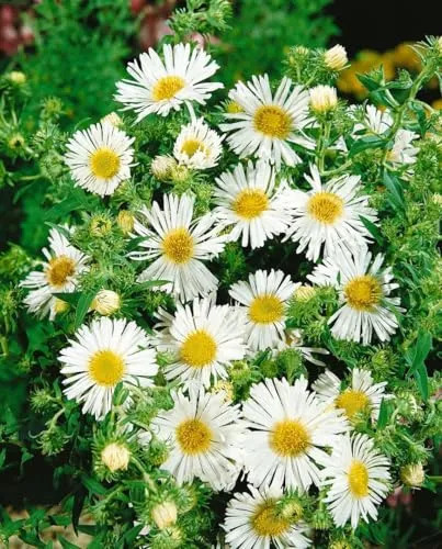 Aster novae-angliae 'Herbstschnee' 11 cm Topf – Winterhart, Mehrjährig, Pflegeleicht – Herbst-Aster – Staude für Beet & Rabatte