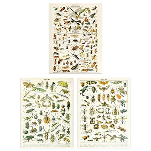 Artery8 Insects Bugs and Beetles Retro Vintage Millot Set of 3 Unframed Wall Art Prints Study Office Aesthetic Illustrations 12X16 Inch