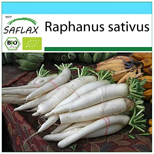 SAFLAX - Geschenk Set - BIO - Rettich - Japanischer Daikon - 100 Samen - Mit Geschenk- / Versandbox, Versandaufkleber, Geschenkkarte und Anzuchtsubstrat - Raphanus sativus