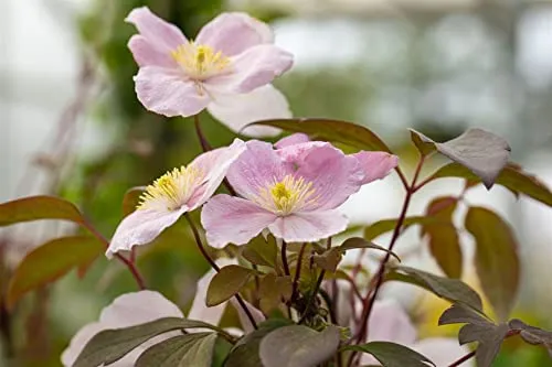 Clematis montana 'Tetrarose' 60–100 cm – Winterhart, Mehrjährig, Pflegeleicht – Berg-Waldrebe – Kletterpflanze für Pergola & Rankhilfe