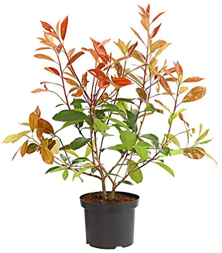 Dehner Purpur-Glanzmispel Red Robin, grün-rote Blätter, ca. 30-35 cm, 2 l Topf, Heckenpflanze