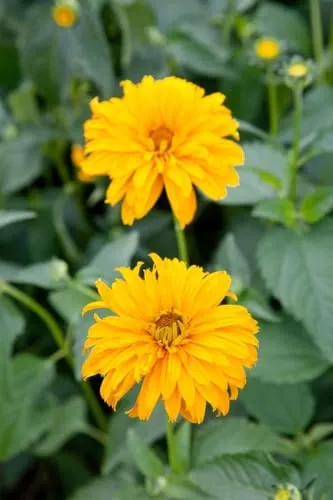 Heliopsis scabra 'Spitzentänzerin' 11x11 cm Topf – Winterhart & Mehrjährig & Pflegeleicht – Sonnenauge – Staude für Beet & Rabatte