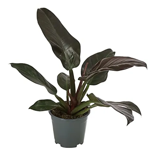 Dehner Baumfreund, Philodendron erubescens, verschiedene Sorten, 50-60 cm, Ø 14 cm, Zimmerpflanze