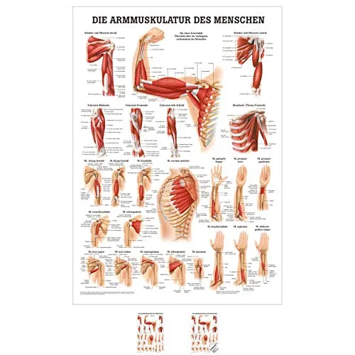Sport-Tec Armmuskulatur Mini-Poster Anatomie 34x24 cm medizinische Lehrmittel