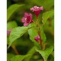 Weigela Bristol Ruby Weigelie Rubinrot 40–60 cm