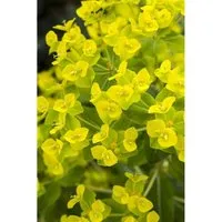 Euphorbia Cornigera Goldener Turm Goldwolfsmilch Ca. 9x9 cm Topf