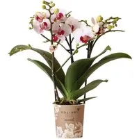 Produktbild Kolibri Orchids Weiße Schmetterlings-Orchidee Mineral Gibraltar Ø9cm