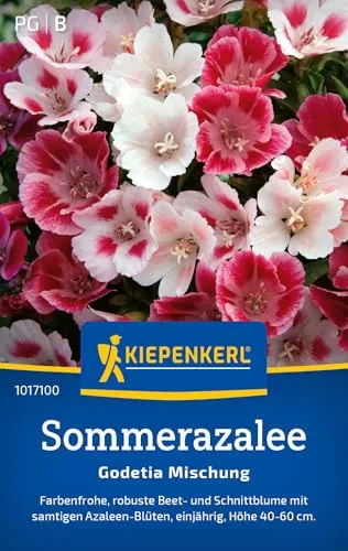 Kiepenkerl Sommerazaleesamen Godetia Mischung 1017100 - Einjährige Blumensamen mit einer Wuchshöhe von 40 bis 60cm und Inhalt für 100 Pflanzen - Saatgut
