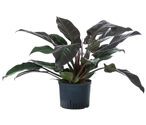 Dehner Baumfreund, Philodendron Imperial Red, Hydrokultur, 60 cm - Pflegeleichte Zimmerpflanze in Hydrokultur, ideal für halbschattige Standorte. Perfekt für Anfänger und Allergiker. Liefergröße: ca. 60 cm, Topf Ø 25 cm.