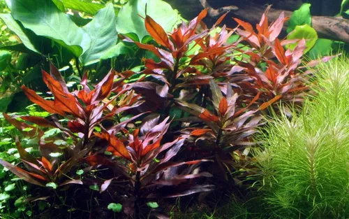 Aquaone Wasserpflanze Aquarium Pflanze Ludwigia glandulosa Nr.335A