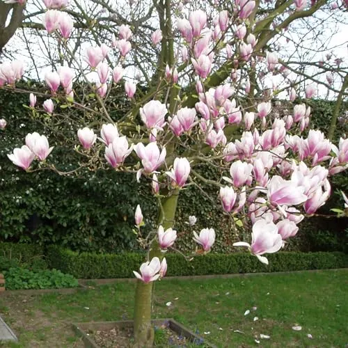 Produktbild Magnolia soulangeana von INTRAGARTEN | Tulpen-Magnolie