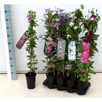 Clematis Hybride Madame Baron Veillard Rosa Blüten 60–100 cm