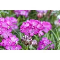Armeria Maritima Splendens Grasnelke Ca. 9x9 cm Topf