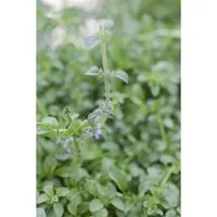 Mentha Pulegium Polei Minze Ca. 9x9 cm Topf