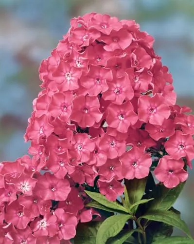 Phlox paniculata 'Rijnstroom' – Winterharter, Pflegeleichter Sommerphlox in 11 cm Topf - Der Phlox paniculata 'Rijnstroom' ist eine reich blühende, mehrjährige Staude. Ideal für Beete und Rabatten. Pflegeleicht, bienenfreundlich und mit einer langen Blütezeit von Juli bis September.