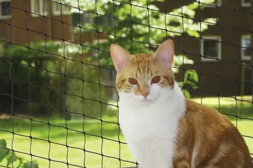 Nobby Katzenschutznetz schwarz, Größe L, 8 x 3 m - Balkonnetze für Katzen, wetterfest und UV-beständig für sicheren Schutz drinnen und draußen, inklusive Befestigungsmaterial.