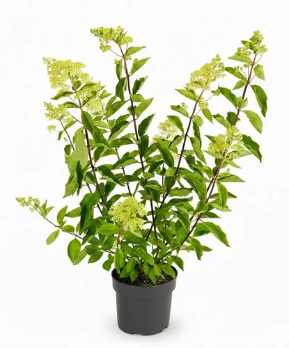 Hydrangea paniculata 'Grandiflora' 100-125 cm