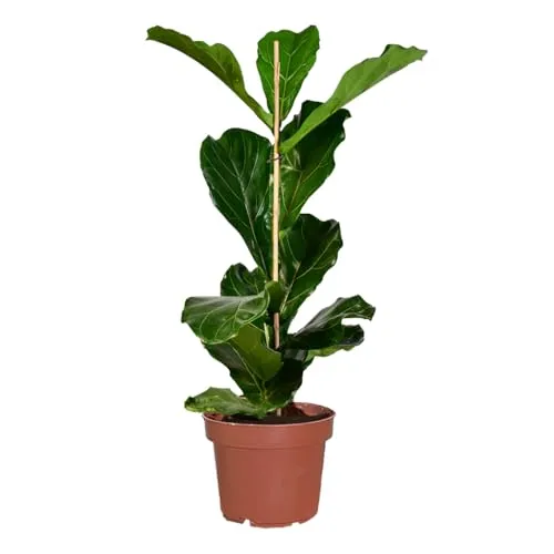 Green Me Up Große Geigenfeige (Ficus lyrata) 100-110 cm - Beliebte Zimmerpflanze mit dekorativen Blättern, ideal für moderne Wohnräume. Pflegeleicht und schnellwachsend, bringt sie frische Akzente in dein Zuhause.