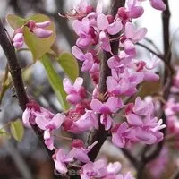 Produktbild Kanadischer Judasbaum Traveller 100-125cm - Cercis canadensis