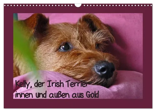 Kelly, der einzigartige Irish Terrier - Kalender von Claudia Schimon - Kalender mit 14 Seiten über den Irish Terrier, einzigartig gestaltet für Tierliebhaber und Naturfreunde, erschienen im Calvendo Verlag.