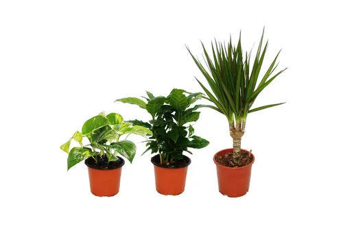 Produktbild Exotenherz Zimmerpflanze Zimmerpflanzen-Trio Drei Höhen Set 3 unterschiedlich hohen Pflanzen