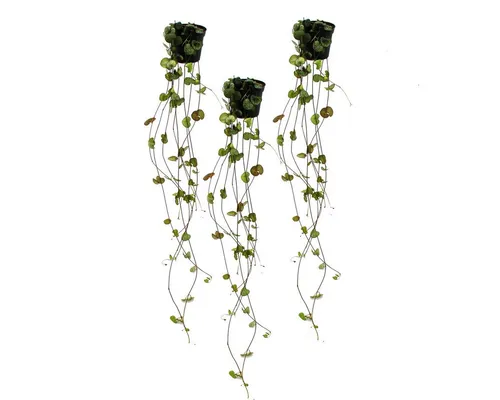 Exotenherz Zimmerpflanze 3er Set Ceropegia woodii, Leuchterblume