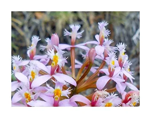 Stk - 10x Epidendrum secundum Dwarf Pink Orchideen Garten Pflanzen - Samen ID911 - Seeds & Plants Shop by Ipsa